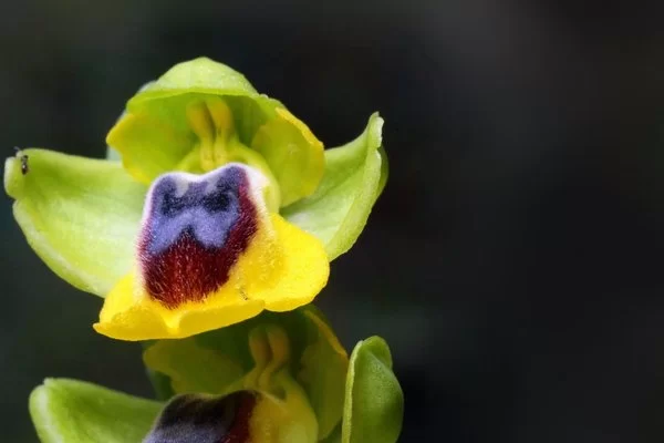 flor amarela